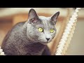 Why Are Russian Blue Cats So Special?