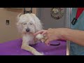 Grooming a mixed breed dog that can't stand up #groomerlife #cute #haircut #pets