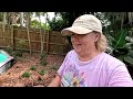 Scarlet runner bean, pool garden, Look inside my shed! | Southern Latitudes