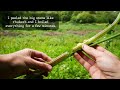 This plant doesn't look edible, but it is | Foraging Sow Thistle
