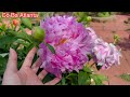 Hoa Mẩu Đơn nét đẹp vương giả ( Peony flowers with royal beauty)