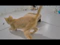 When Cats Are So Silly 😹 I will die laughing 😅😹 Funny Animal Moments 2024 🐱