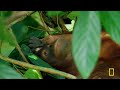 Jungles: Survival of the Fittest (Full Episode) | Hostile Planet