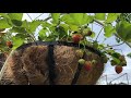 Thu Hoạch Đậu Hà Lan, Dâu Tây. Harvest Snow Peas, Strawberries