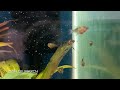 How To Breed Angelfish?! // Full Development From Egg To Juvenile angelfish!