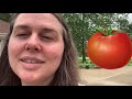 🍅 Tomato Madness - 30 Plants in Greenstalk Tower! - Tomato Tower Update #1