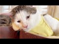 【多頭飼育】たくさんの先住猫たちに子猫を見せたら過保護すぎましたwww