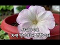 금계국 이야기2/고양이 때문에 잠깐 죽음에 대해 생각하다/생기 넘치는 꽃