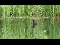 Little Grebe - Grèbe Castagneux - Zwergtaucher - Dodaars - 1080p slowmotion 240 fps HD