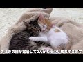 保護したおはぎちゃんの病状と今後についてご報告があります。