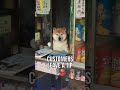 This Shiba Inu runs small shop in Japan!🥰🥰 #interesting #facts #dog #cute #doglover #dogfacts