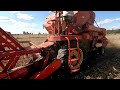 Żniwa 2024 pszenżyto skoszone Massey Ferguson 86 w akcji #tractor #rolnictwo #farming #belarus