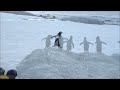 Gentoo Penguins on Trinity Island, Antarctica