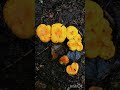 Popo finds wild mushrooms