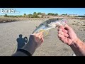 Using LIVE MULLET for Beach Chaos