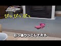 パグペキ犬ハルがハルパパとスキンシップをとったらこうなりました。