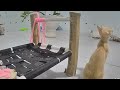 ❤️ Funniest Cats and Dogs 🐱🐕 New Funny Animals 2024 ❤️