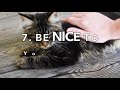 8 Ways to Bond with Your Kitten