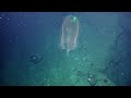 Breathtaking Biodiversity of Jarvis Island Revisited | Nautilus Live