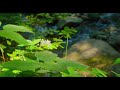 Peaceful Relaxing Guitar Music | Stress Relief Calm | Forest Stream