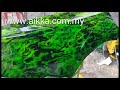 Aikka Water Transfer Printing