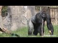 London Zoo's new gorilla impresses females
