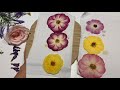 How to dry & press flowers by a homemade device?