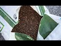 What To Do Now for Your Mango Trees! Soil Amendments & Fertilizers