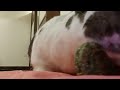 #shorts Cute Bunny Mouth🐰👅|Bunny chews a Lollipop 🍭