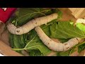 Silkworms gulping mulberry leaves before forming cocoons-3