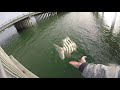 Sheepshead and Trout | Clearwater FL Fishing