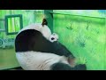 萌萌：女儿，你有点费妈啊。😅【Panda：♀萌萌Meng Meng】广州长隆野生动物世界#大熊猫 #panda