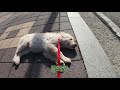 A cute dog that fainted while taking a walk😀 a stunned puppy