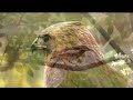 Bird Sounds 4K ~ Birdsong to Heal Stress, Anxiety, and Depression - Heals Whole Body, Restores Brain
