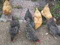 Everybody wants some -  Chickens and Grapes