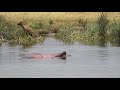Hippo Vs hyena clan - hippo defends calf's corpse
