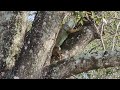 Another Florida iguana! He's a big boy!