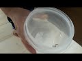 How to remove a spider from your house.