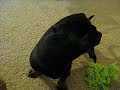 Oliver barking at the blinds