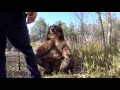 GoPro: Man and Grizzly Bear - Rewriting History