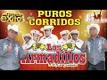 BERTIN Y LALO ll Los Armadillos de la Sierra || Purros Corridos Perrones Mix 2023