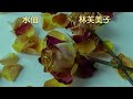 【朗読】林芙美子「水仙」　　朗読・あべよしみ