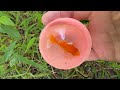 Catching Colorful Frogs In Eggs After The Flood, Koi Fish, Ranchu Fish, Crayfish, Zebrafish, Catfish