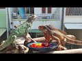 Iguana makan buah2an, pepaya mangga buah naga suka yg mana?