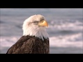 All About Bald Eagles for Kids: Animal Videos for Children - FreeSchool