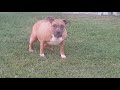 Emmy the AmStaff wants the ball. playing ball with bad knees