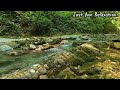Soothing sounds of a forest river No Birds - perfect sounds for stress relief,unwind & relaxation