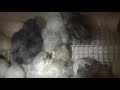 Day 22 Hatching Silkie Chicks