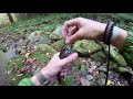 SECLUDED Miller Run Trout Slam (Pine Creek PA Trib.)