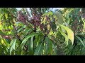 Food Forest | What Is Ripe Today | June 5, 2024